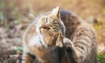 Възможно ли е да се уловят краста от котката?